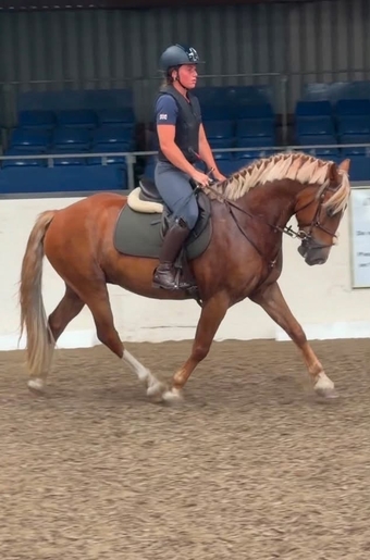 "Simba " Chestnut Gelding All Rounder