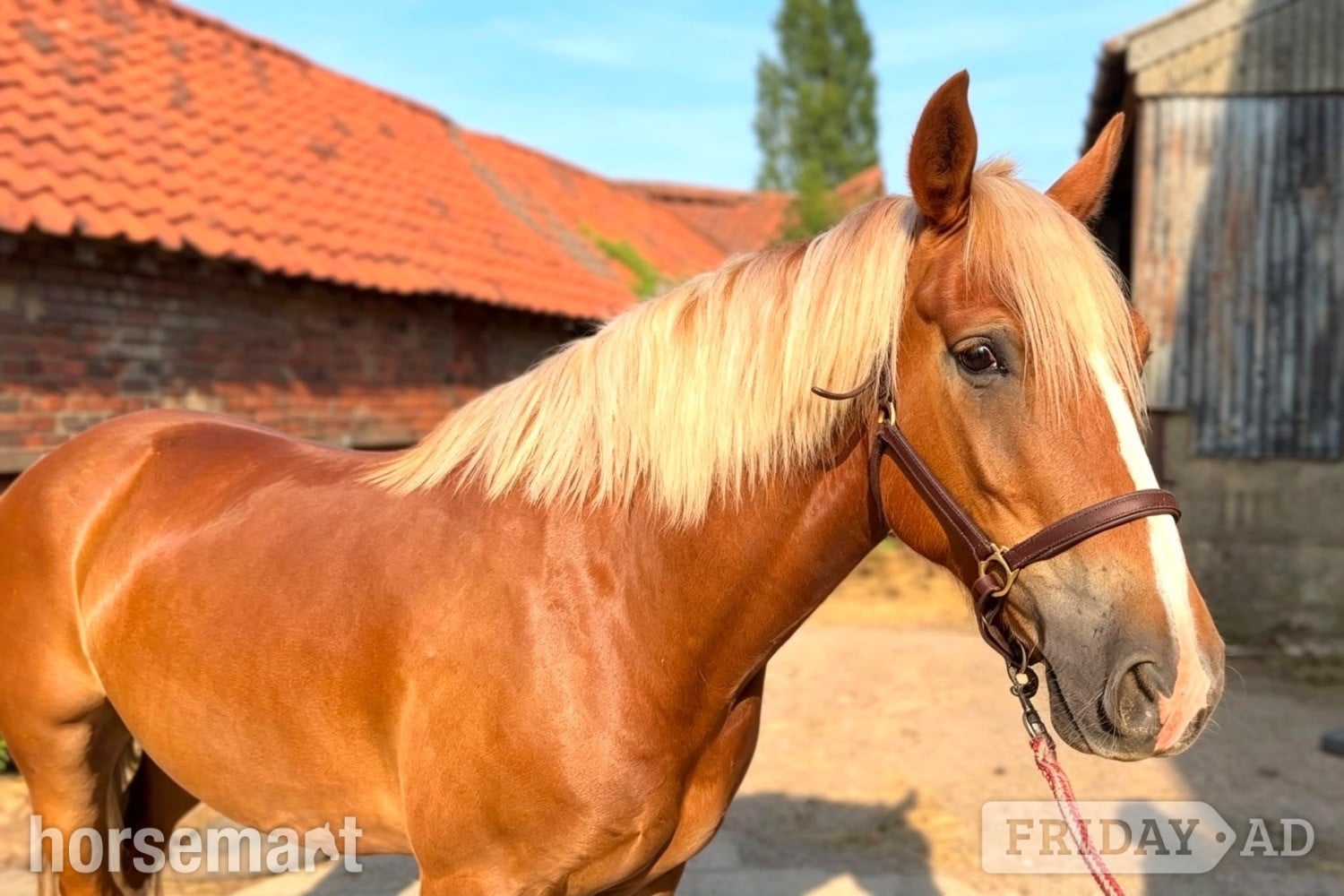 "Simba " Chestnut Gelding All Rounder