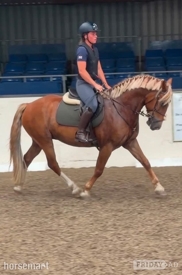 "Simba " Chestnut Gelding All Rounder in Epping Green
