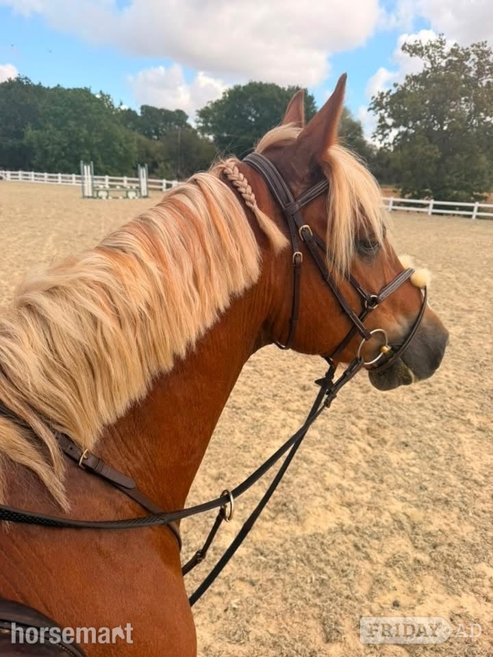 "Simba " Chestnut Gelding All Rounder - Horses in Epping Green