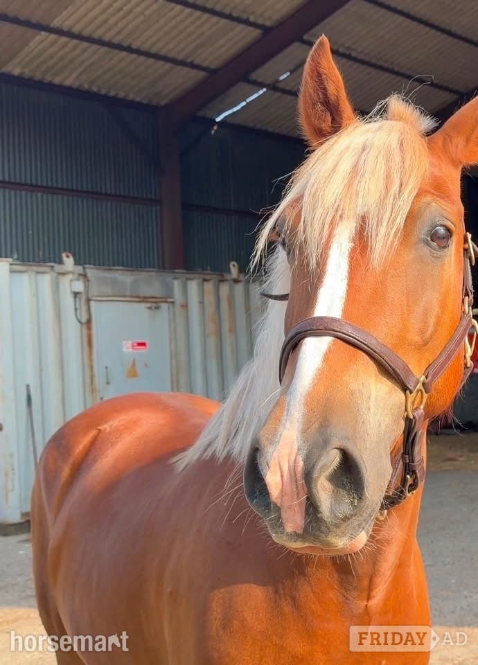 Epping Green "Simba " Chestnut Gelding All Rounder