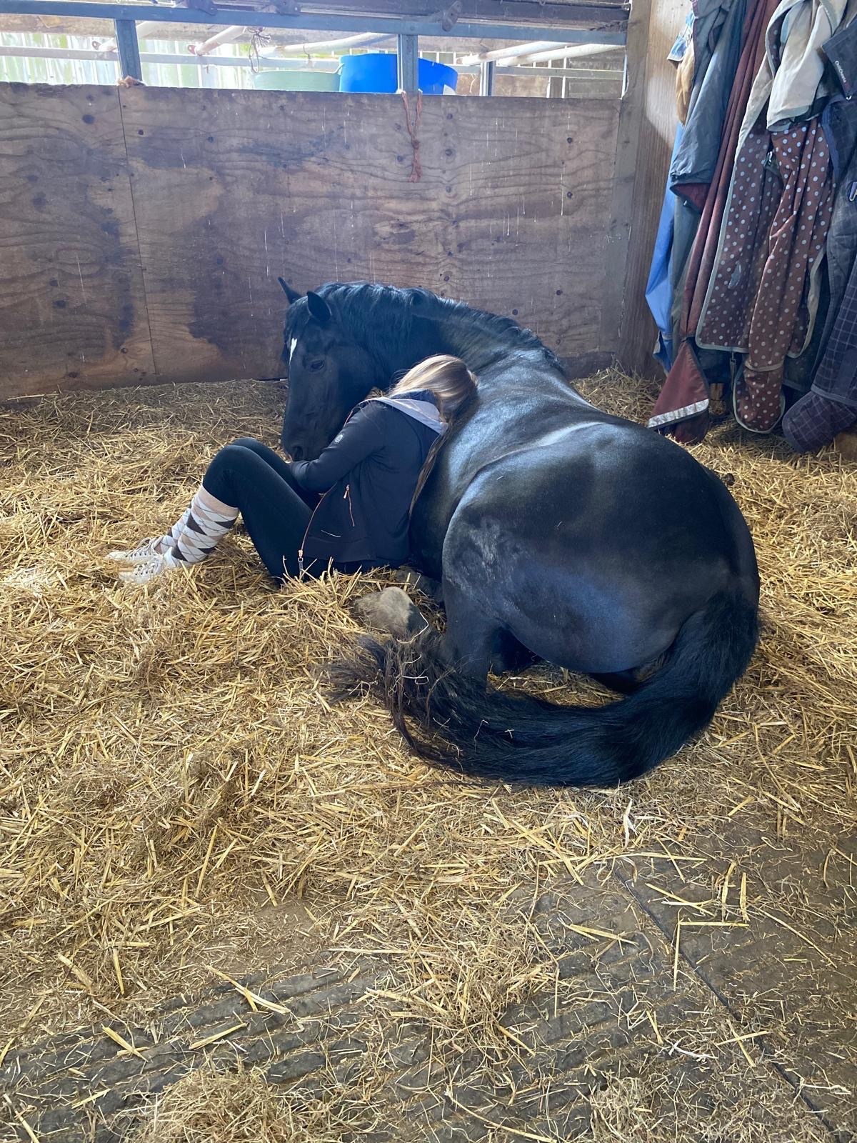 Hanburys "Genie - Haylemma Autumn Mist" Black Mare All Rounder