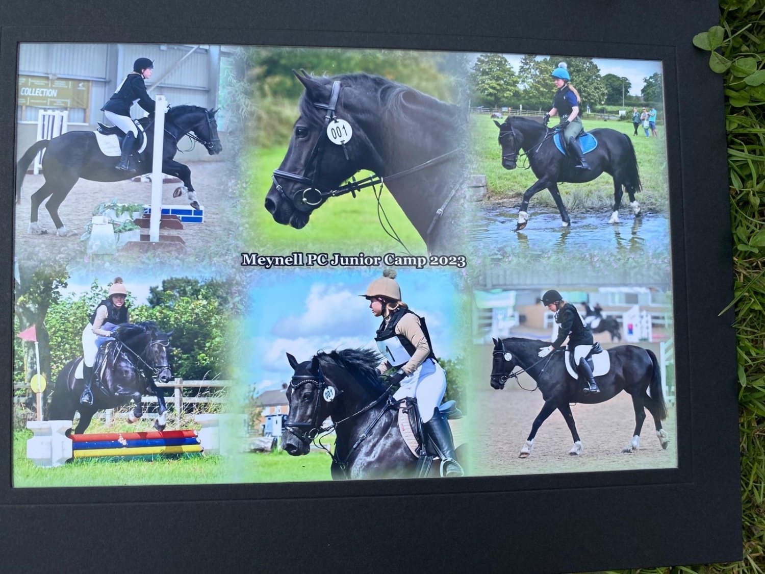 "Genie - Haylemma Autumn Mist" Black Mare All Rounder - Horses in Hanburys