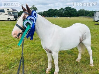 "Willow " Skewbald Filly Cob/Heavy Horse