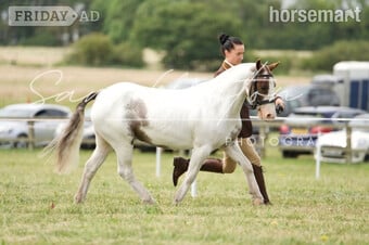 "Willow " Skewbald Filly Cob/Heavy Horse
