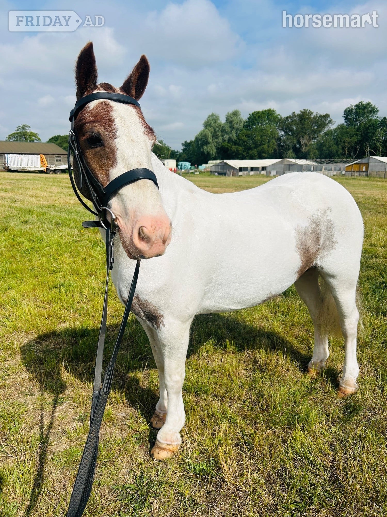 "Willow " Skewbald Filly Cob/Heavy Horse