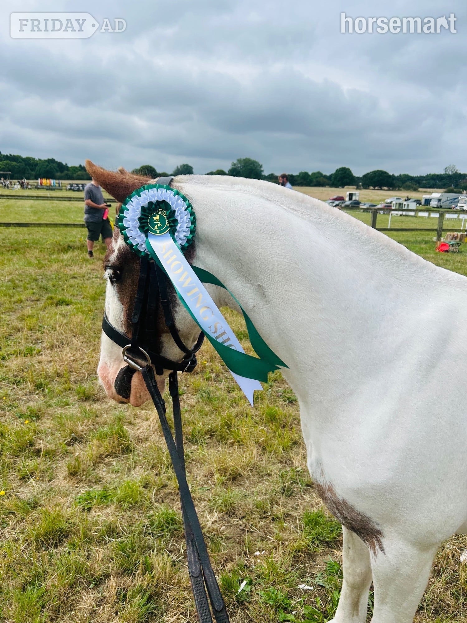 Norwich "Willow " Skewbald Filly Cob/Heavy Horse