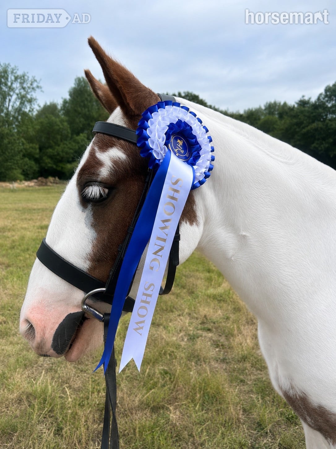 "Willow " Skewbald Filly Cob/Heavy Horse - Horses in Norwich