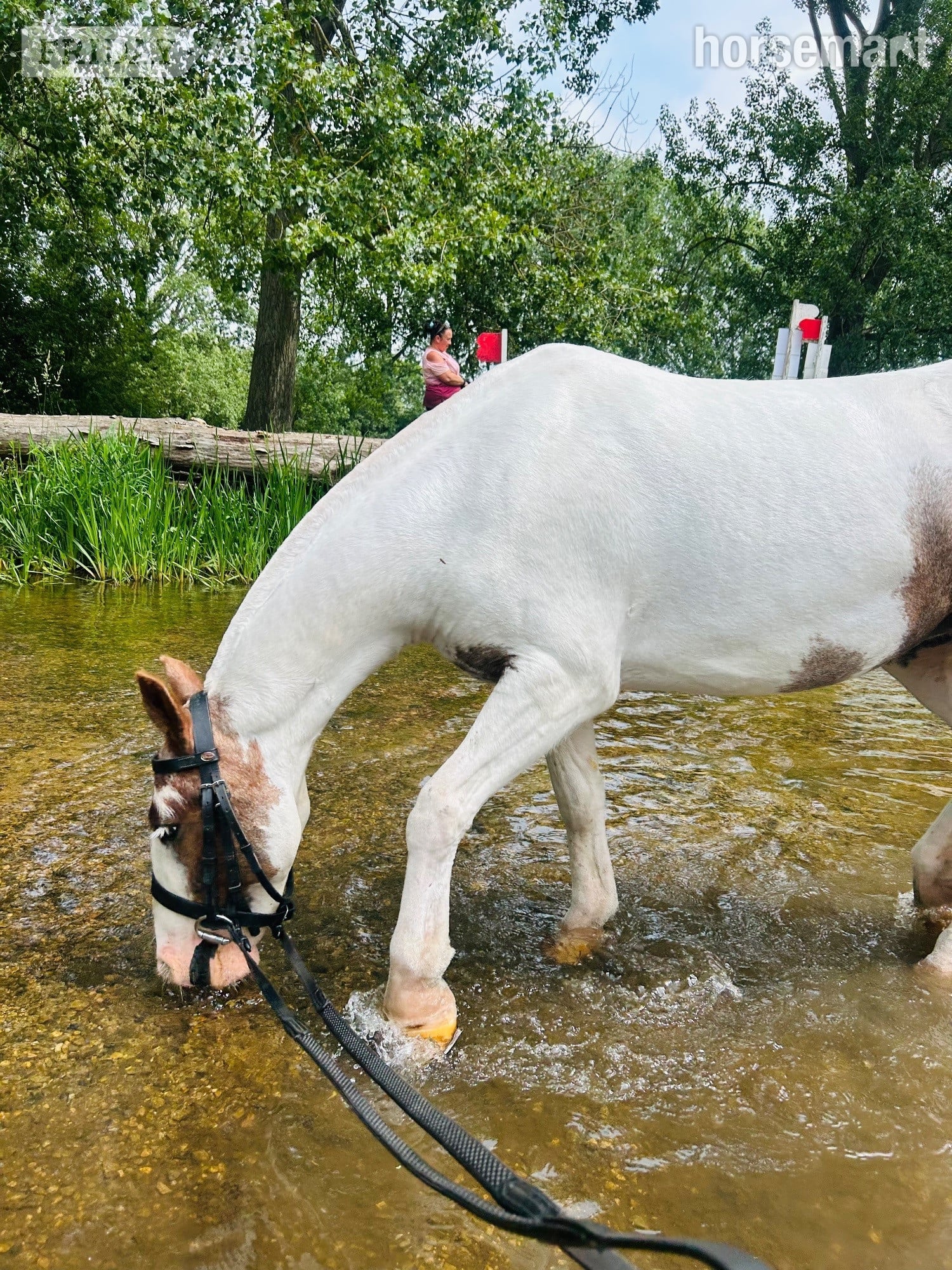 "Willow " Skewbald Filly Cob/Heavy Horse - Horses