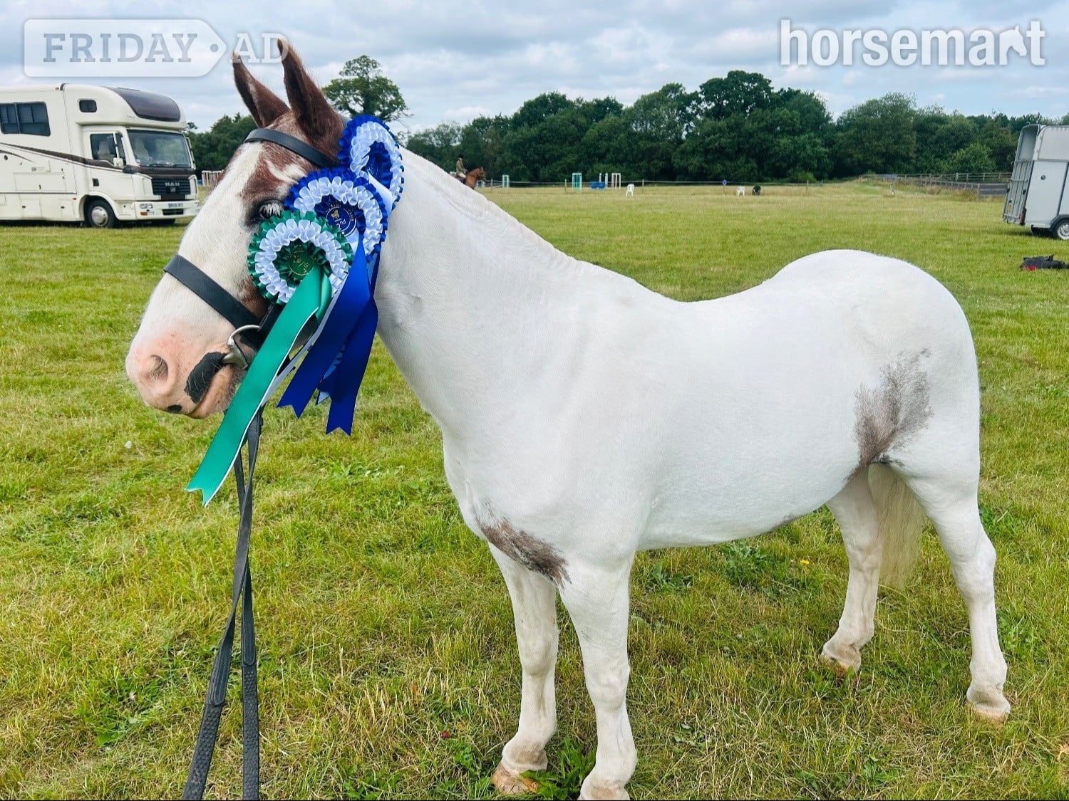 "Willow " Skewbald Filly Cob/Heavy Horse in Norwich