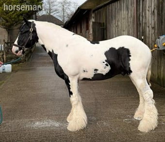 "Greateaves Adalbern " Piebald Stallion Cob/Heavy Horse