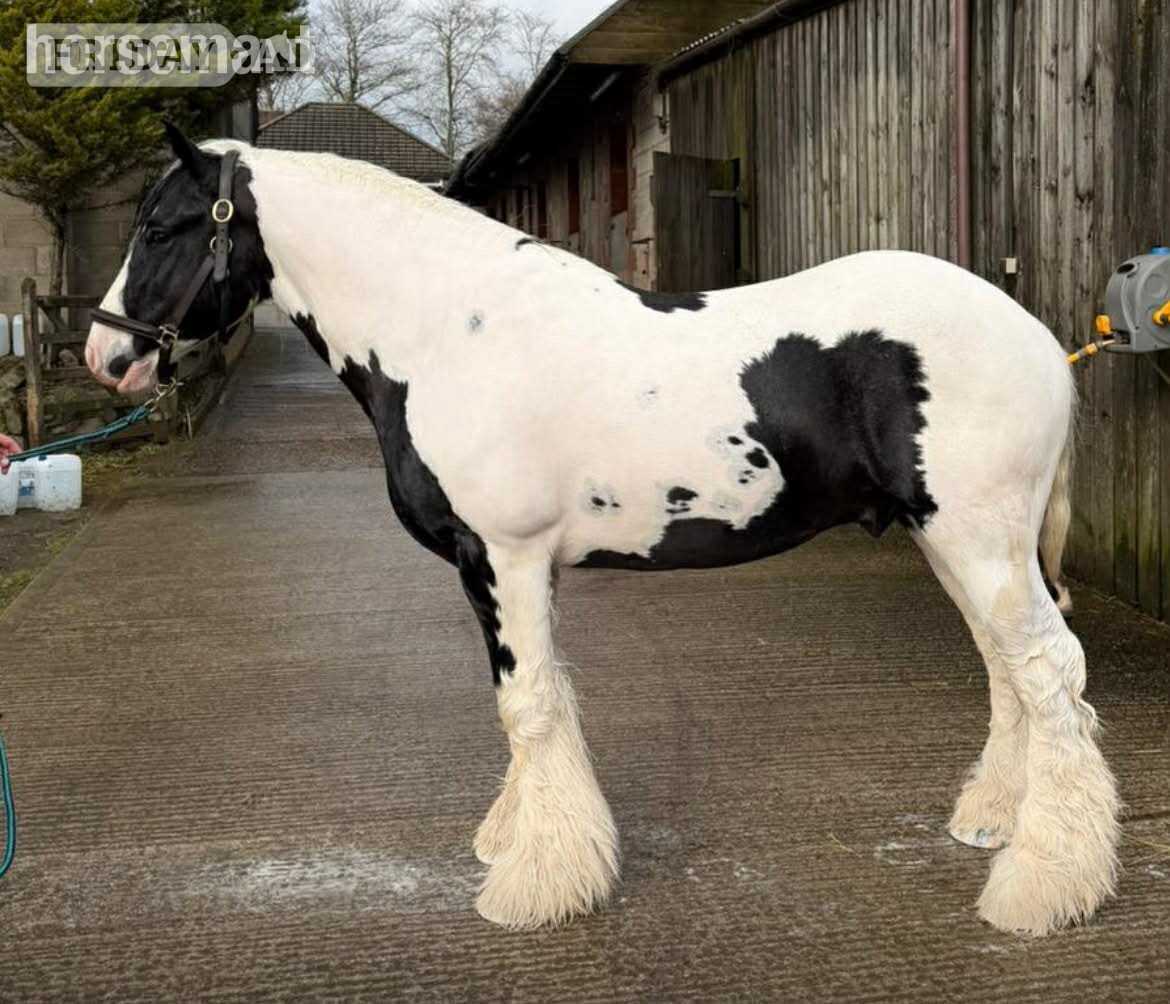 "Greateaves Adalbern " Piebald Stallion Cob/Heavy Horse in Stoke