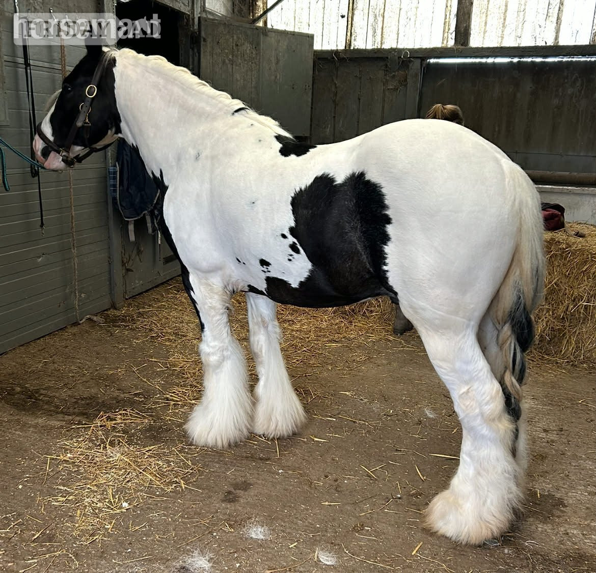 "Greateaves Adalbern " Piebald Stallion Cob/Heavy Horse