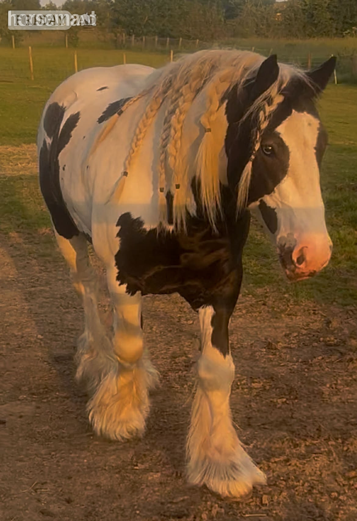 Stoke "Greateaves Adalbern " Piebald Stallion Cob/Heavy Horse