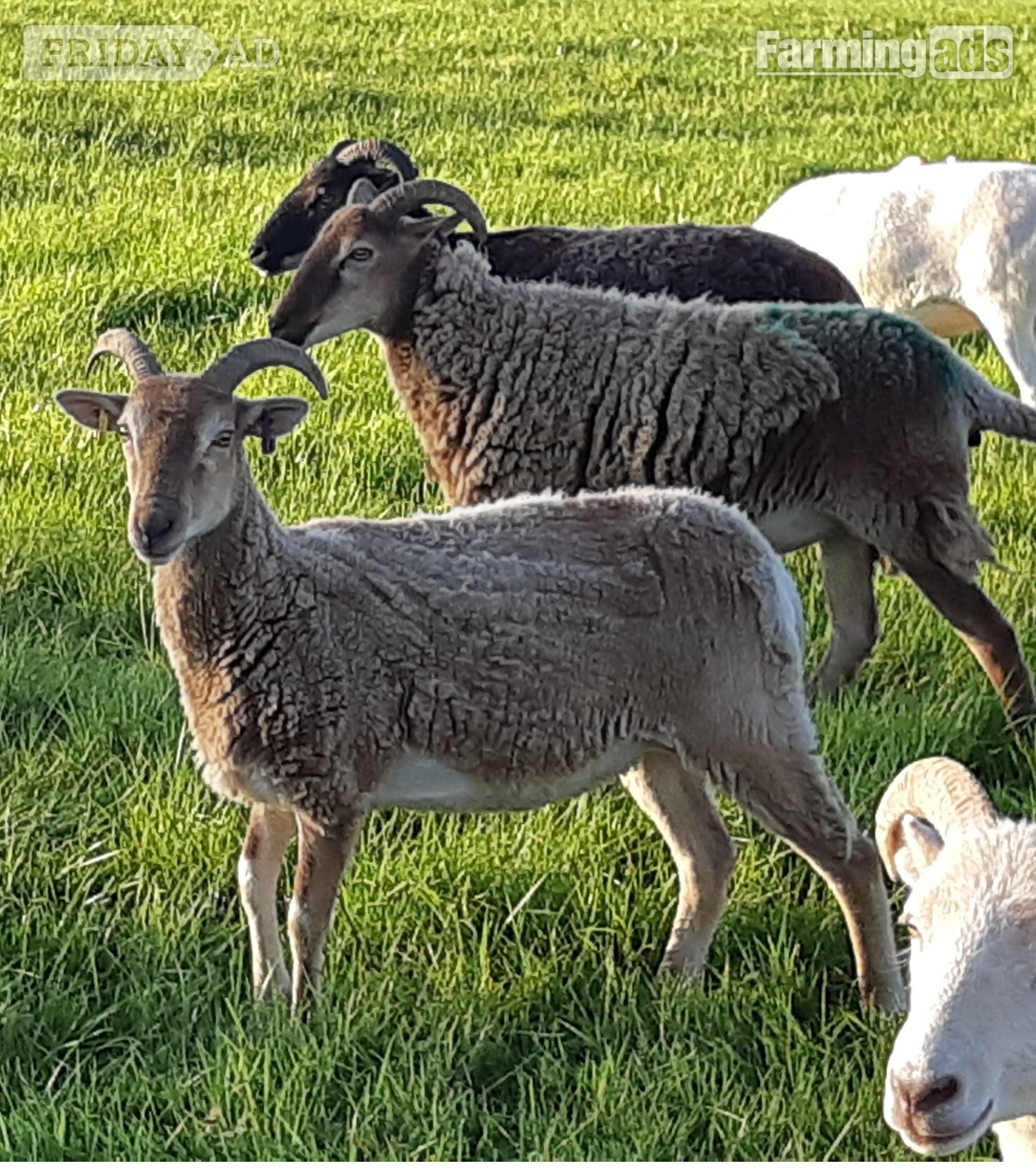 Wark Wiltshire Horn cross sheep &amp; Starter Flocks