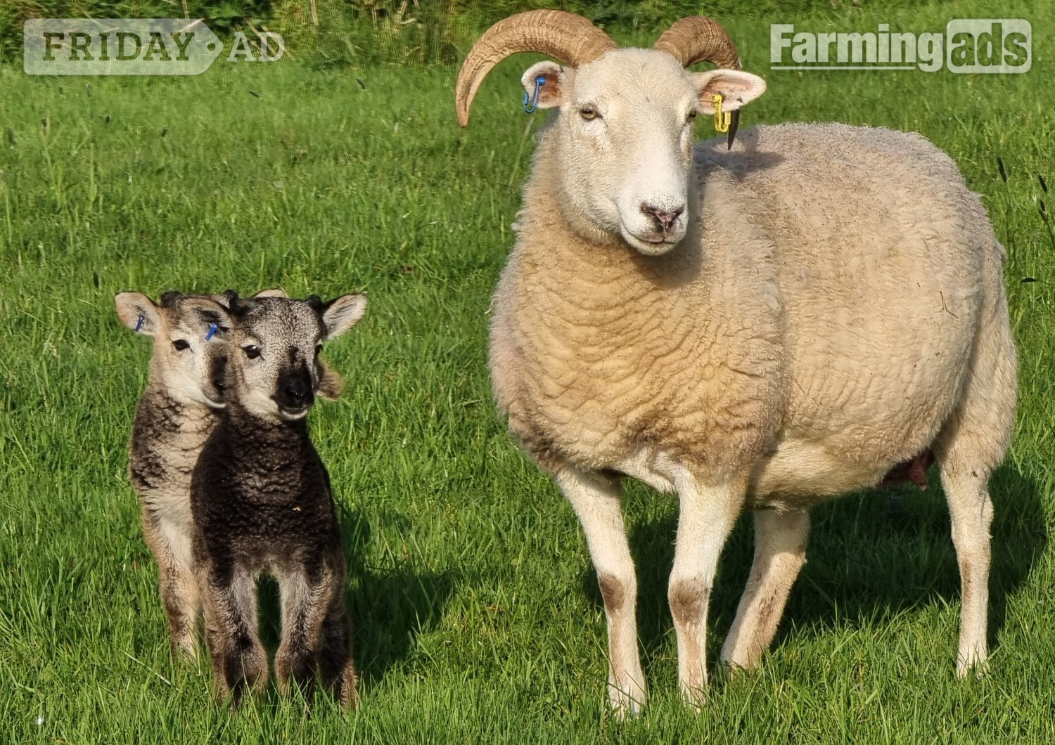 Wiltshire Horn cross sheep &amp; Starter Flocks - Livestock in Wark