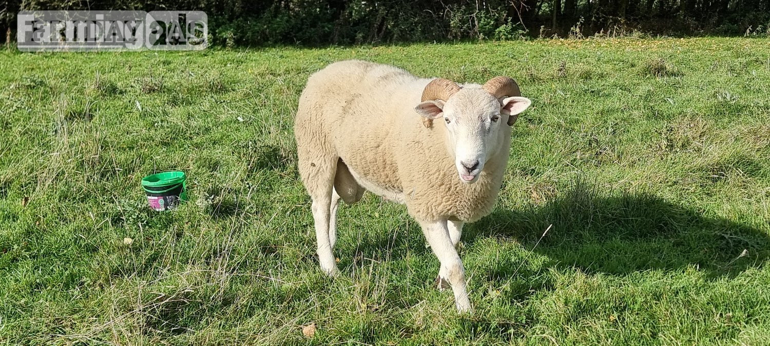 Wiltshire Horn cross sheep &amp; Starter Flocks - Livestock