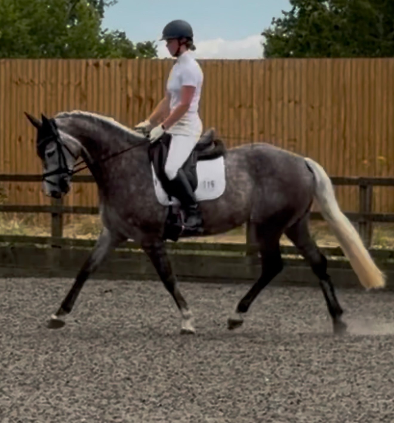 "Kardi" Iron Grey Mare Dressage Horse
