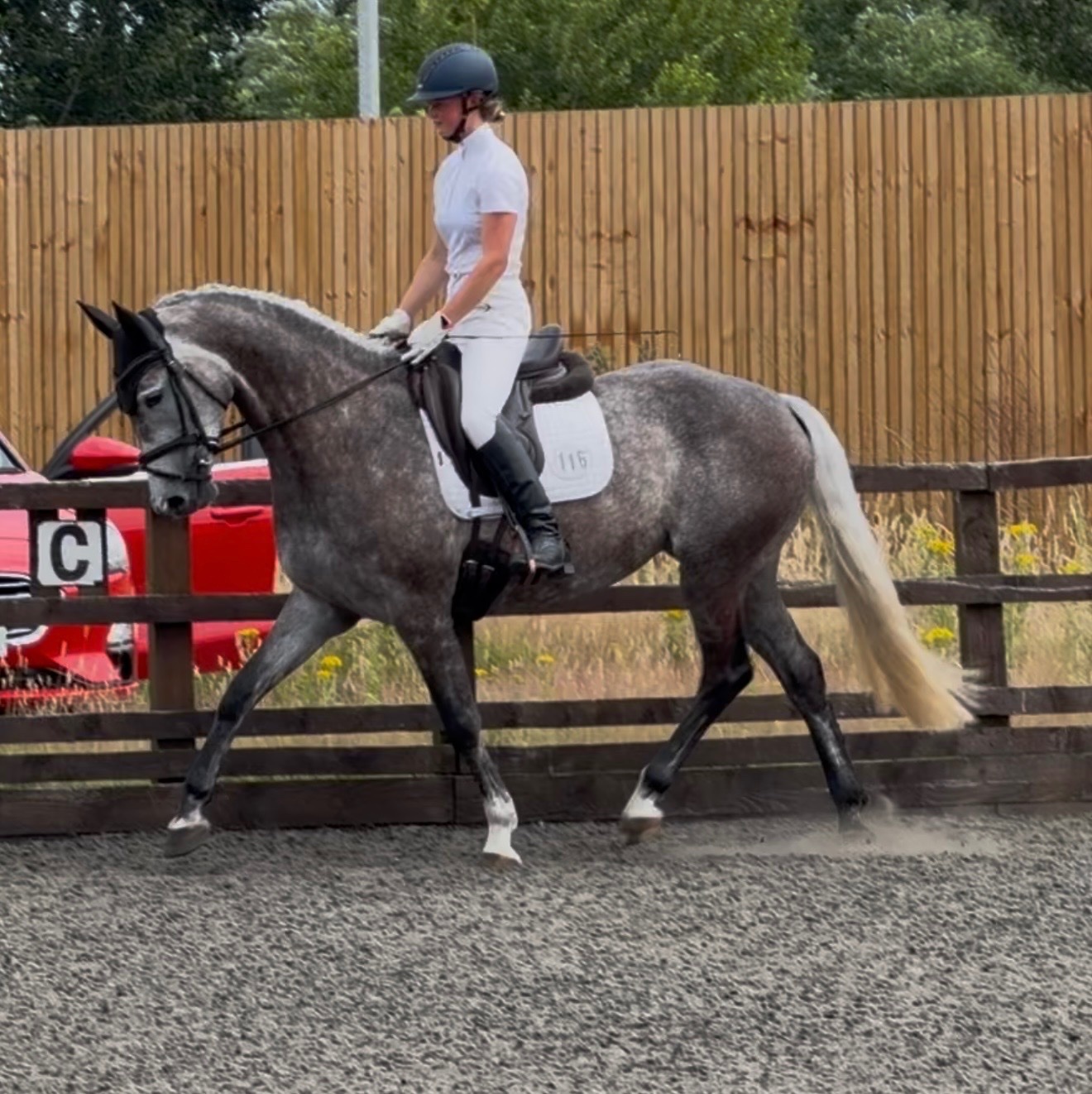 Stoke "Kardi" Iron Grey Mare Dressage Horse