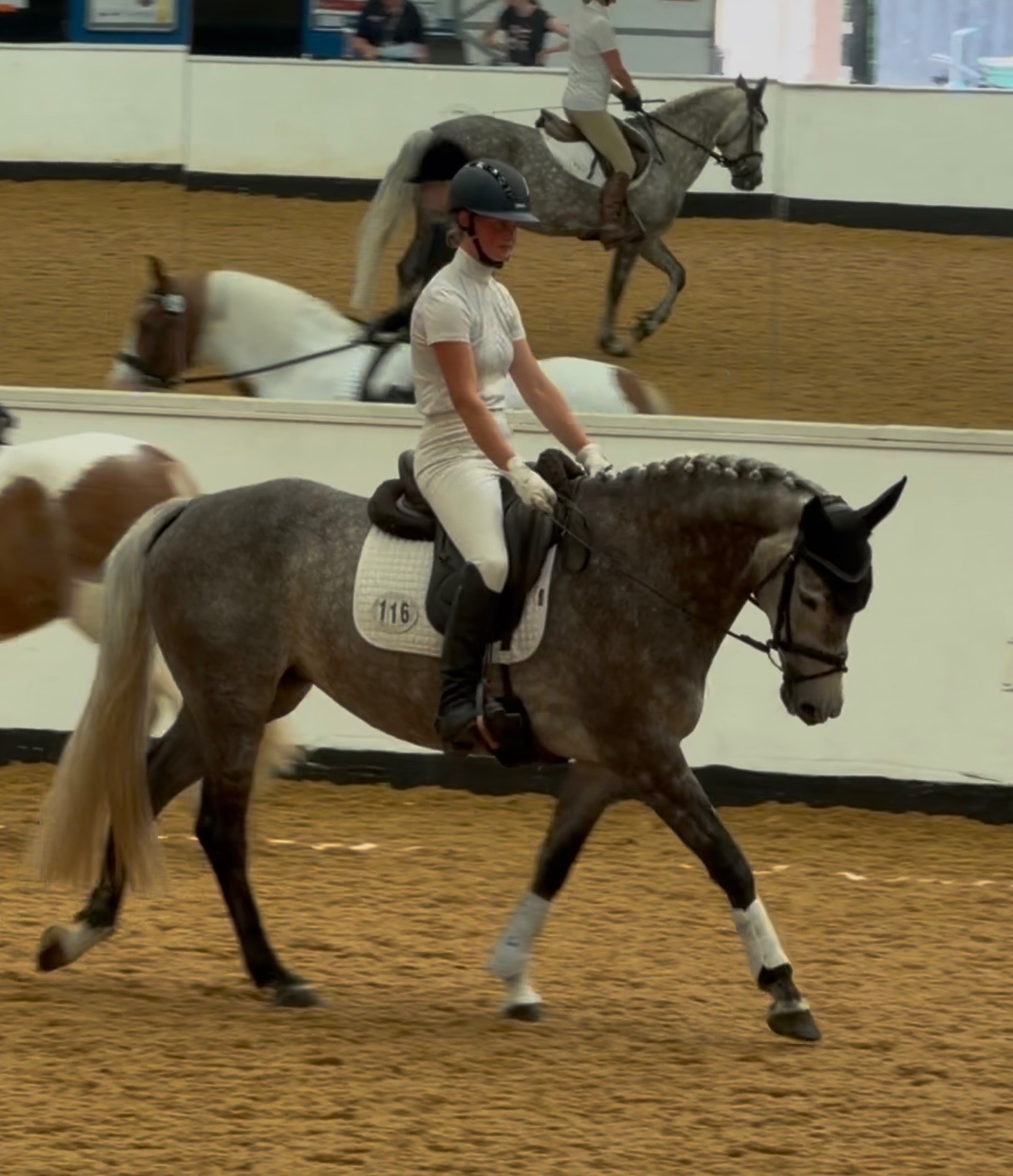"Kardi" Iron Grey Mare Dressage Horse - Horses in Stoke