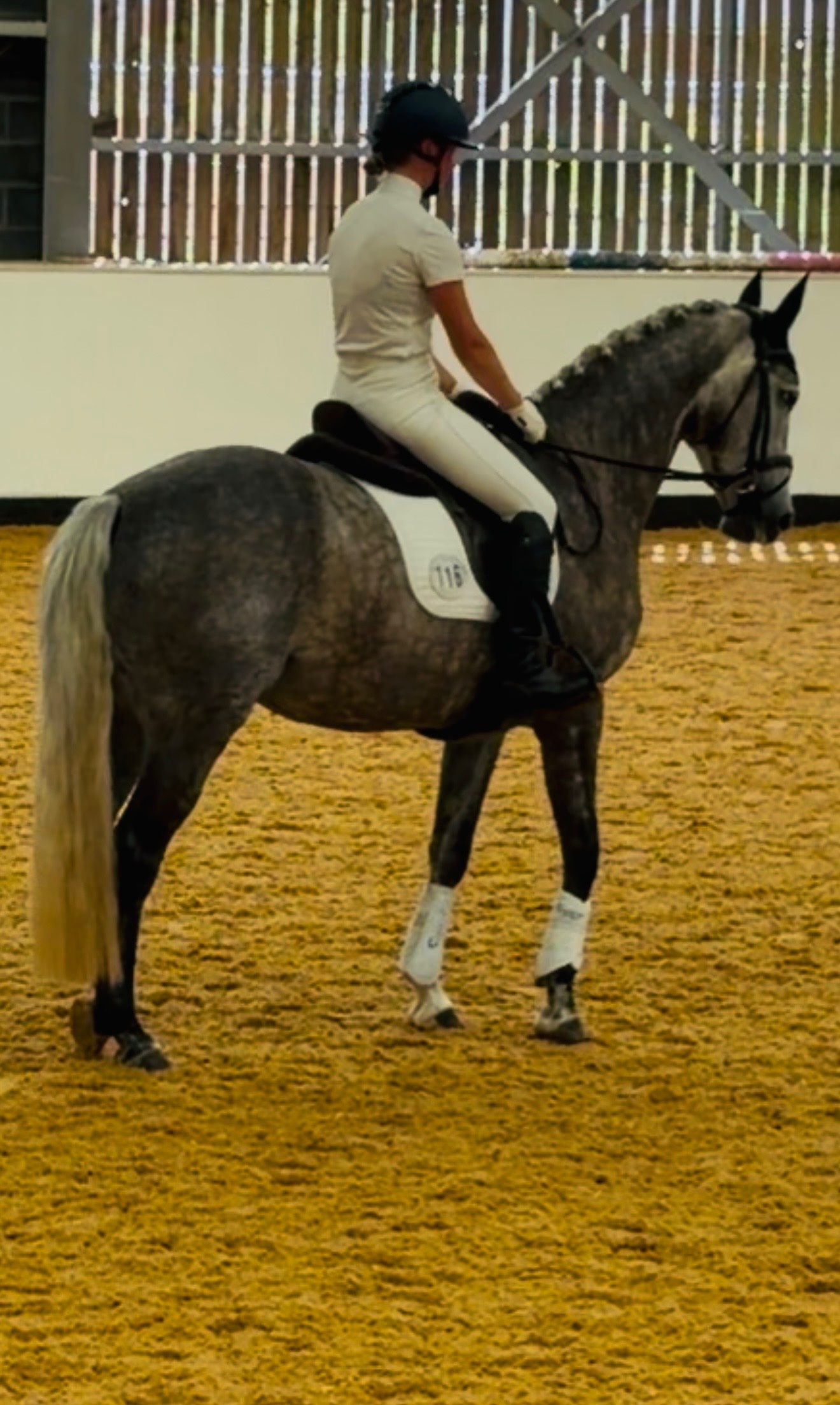 "Kardi" Iron Grey Mare Dressage Horse - Horses