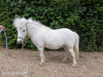 "Harry 3rd" Grey Gelding All Rounder