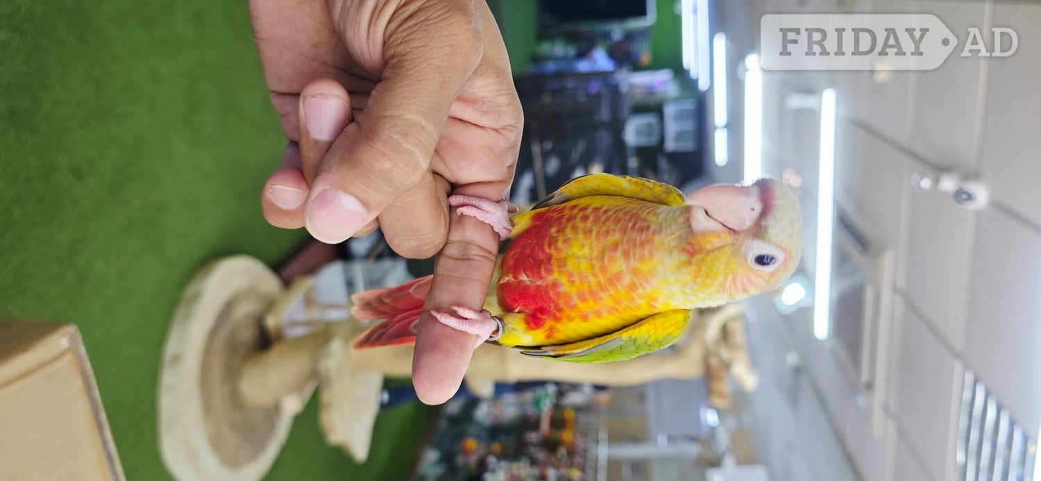 Baby Hand Reared Conures available in Birmingham