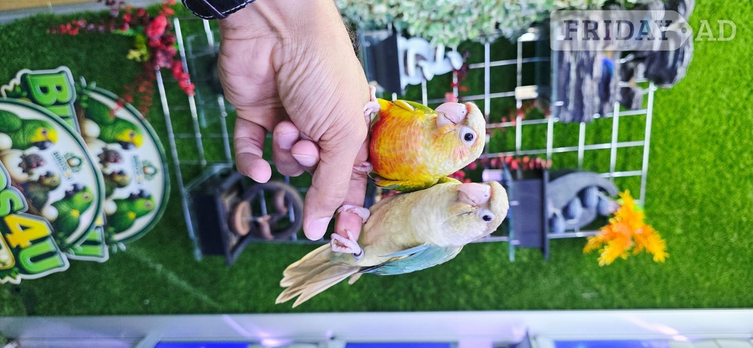 Baby Hand Reared Conures available