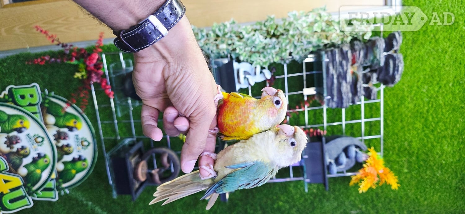 Birmingham Baby Hand Reared Conures available