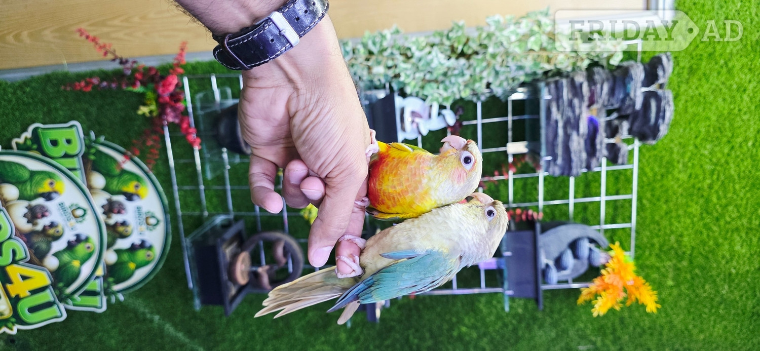Baby Hand Reared Conures available -  in Birmingham