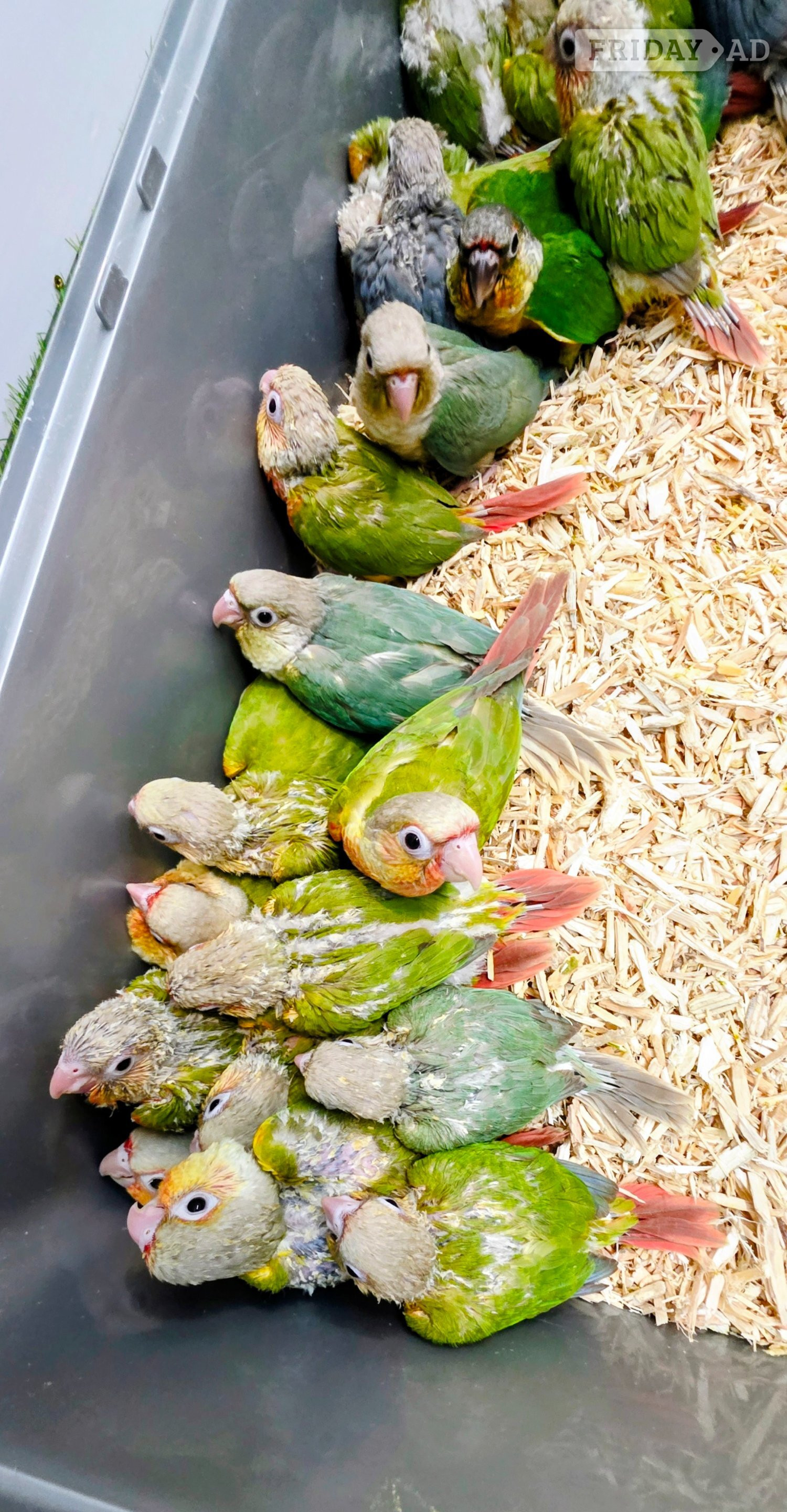 Baby Hand Reared Conures available - 