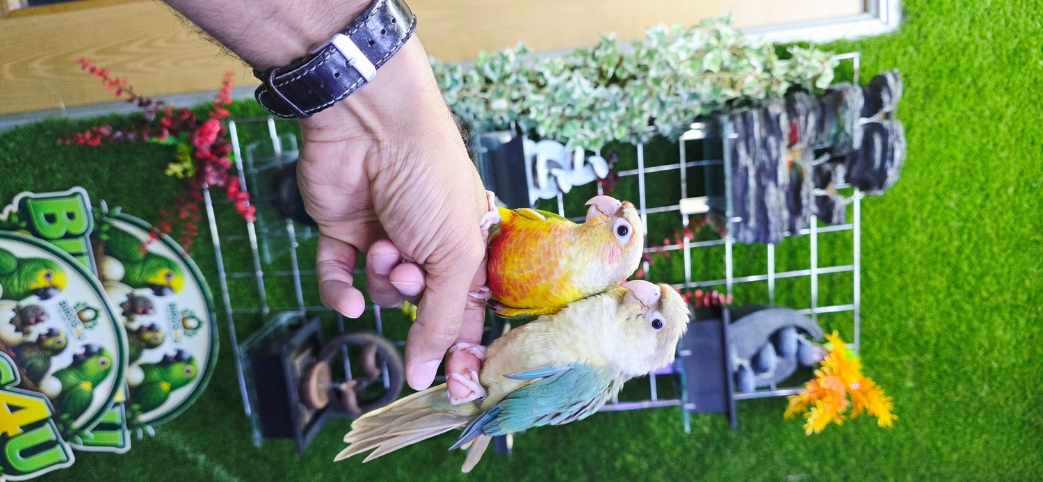 Birmingham Baby Hand Reared Conures available