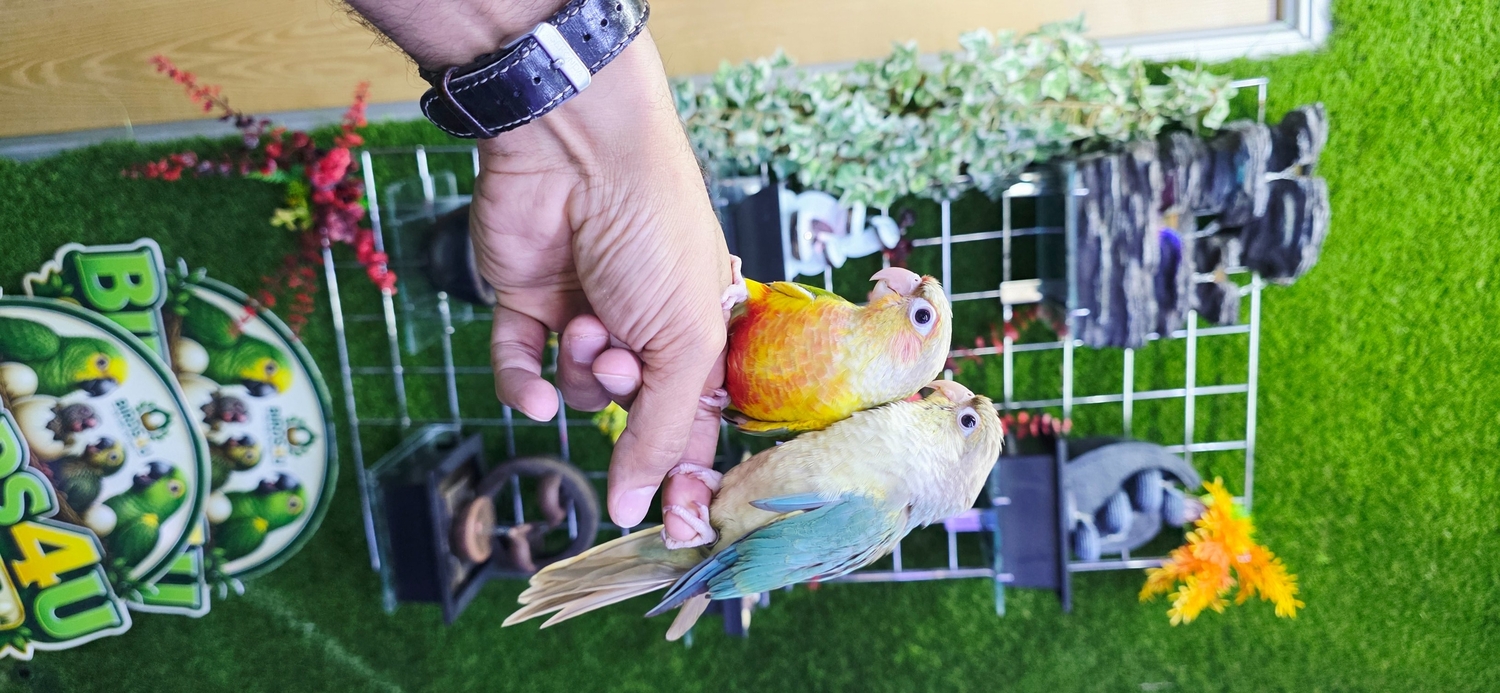 Baby Hand Reared Conures available - Birds in Birmingham