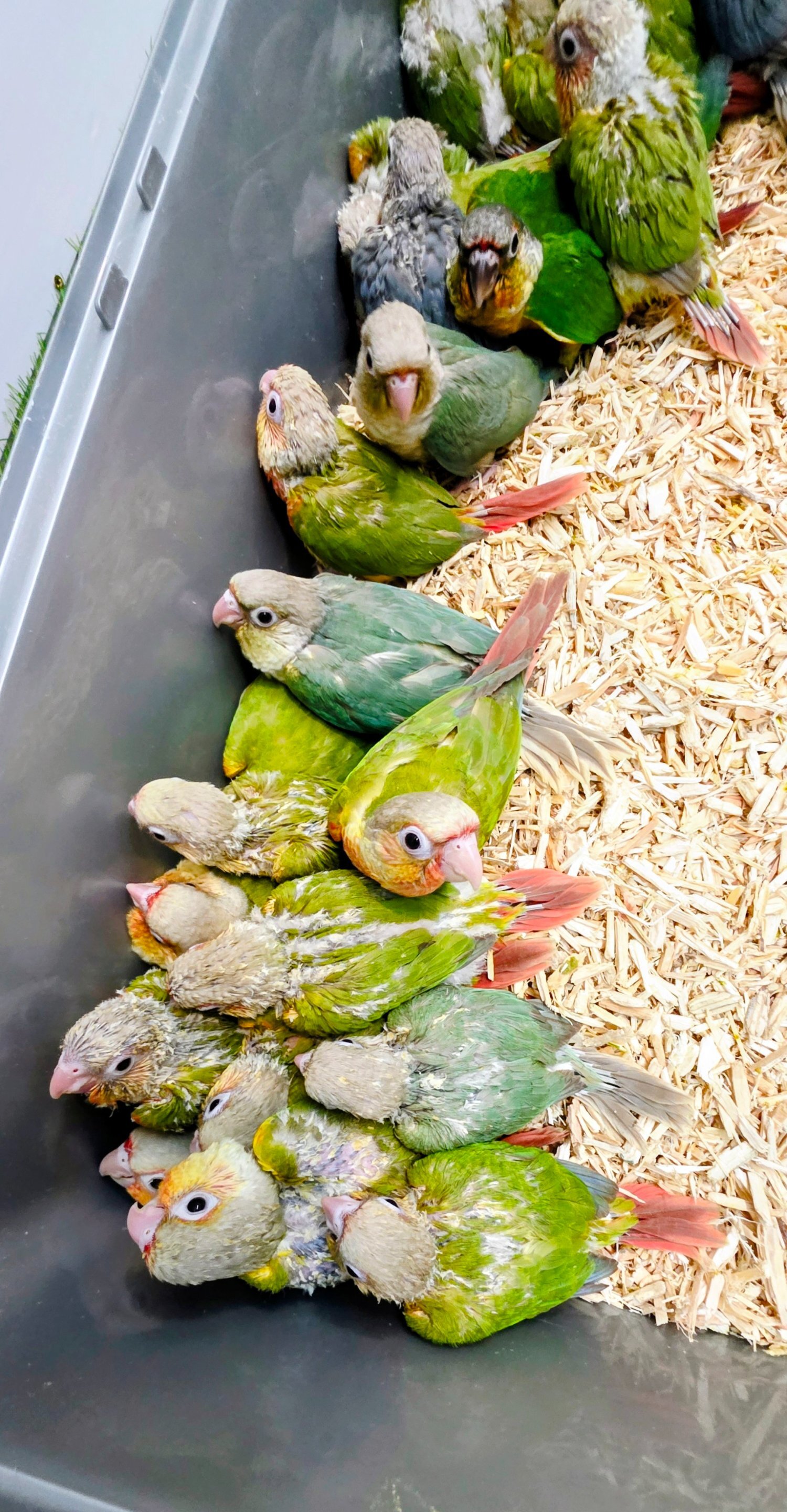 Baby Hand Reared Conures available - Birds