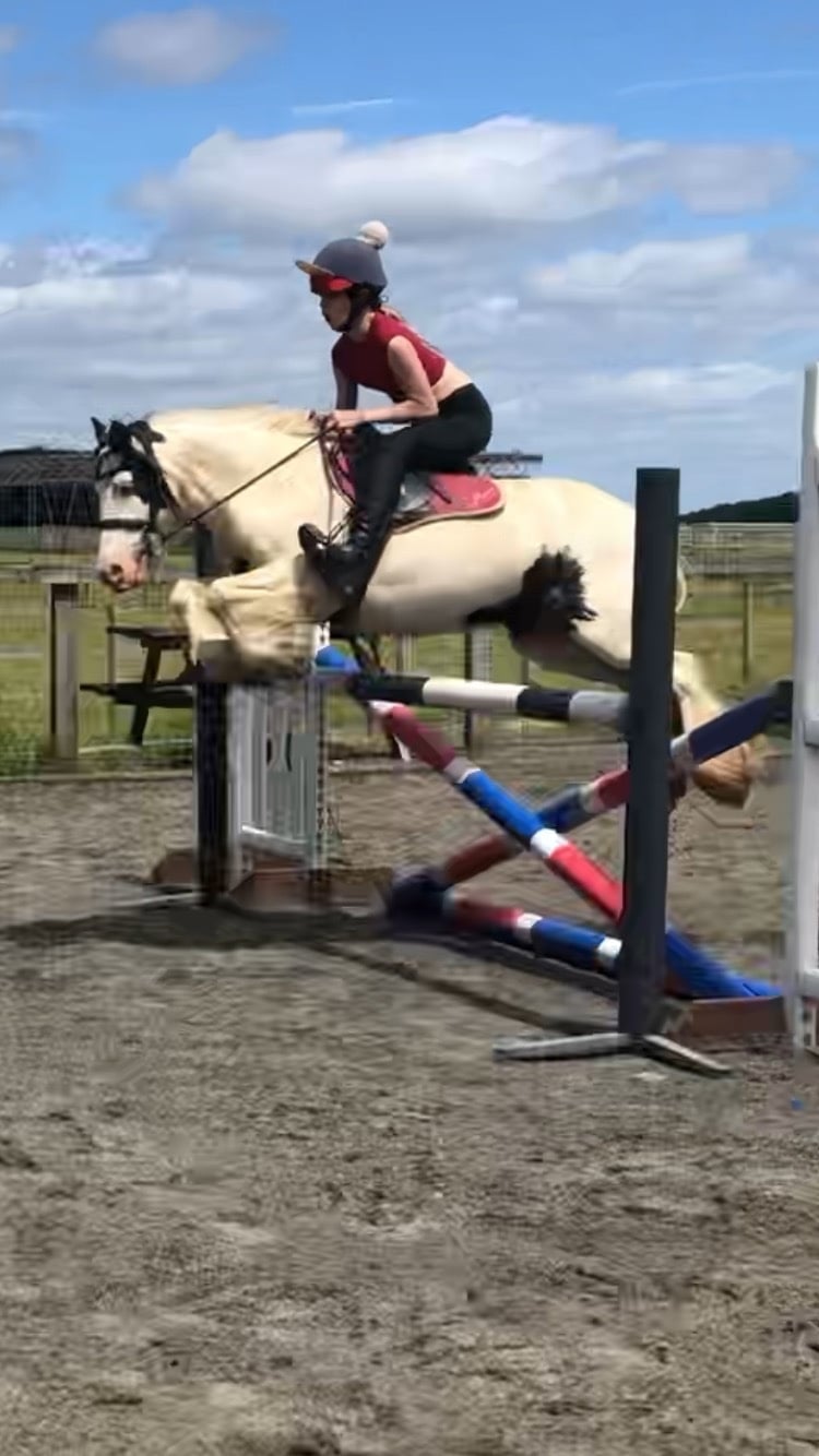 "Lulu" Piebald Mare All Rounder - Horses