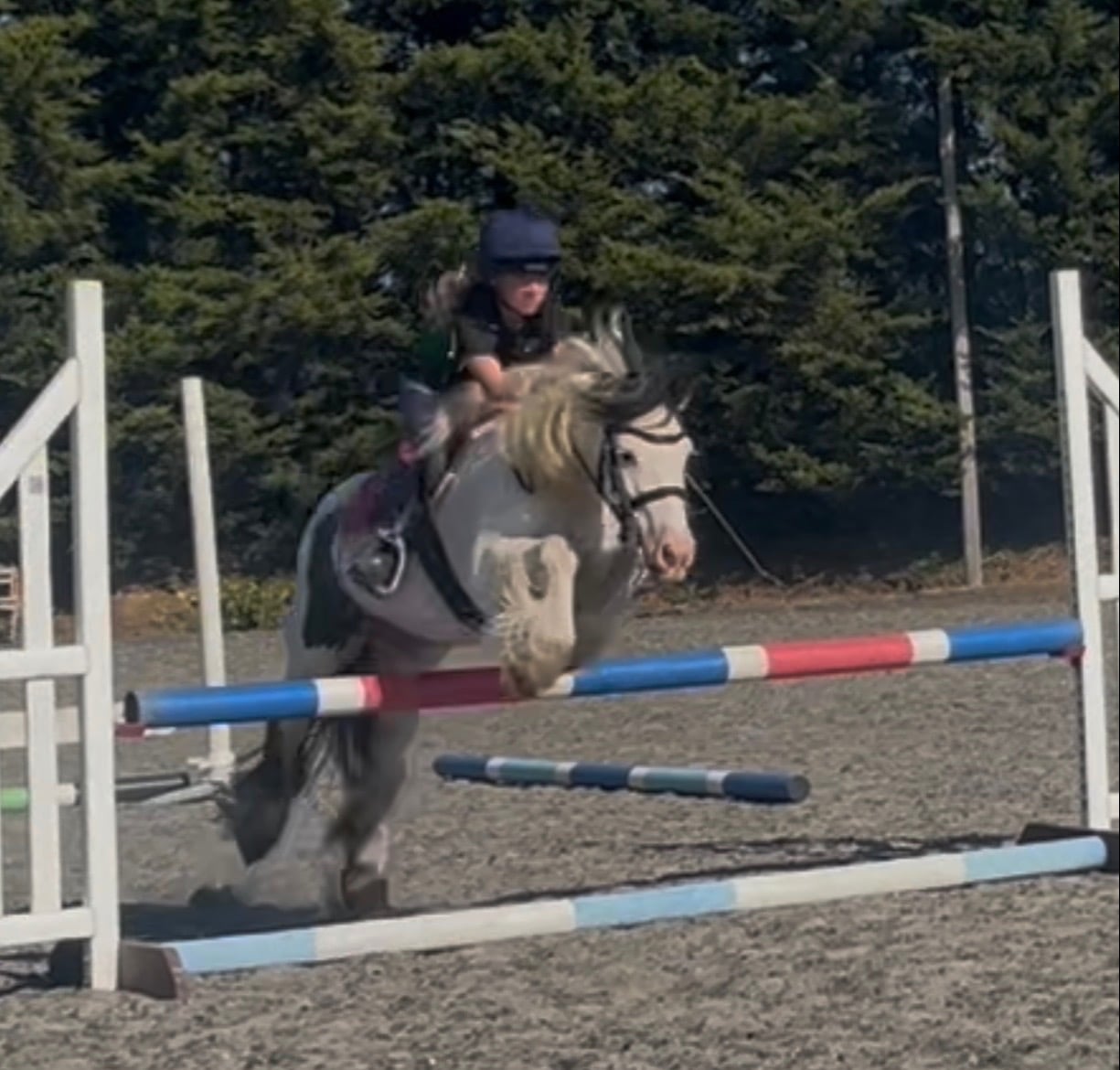 Berkhamsted "Lulu" Piebald Mare All Rounder
