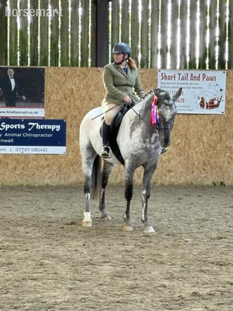 "Otto" Few Spot Gelding All Rounder