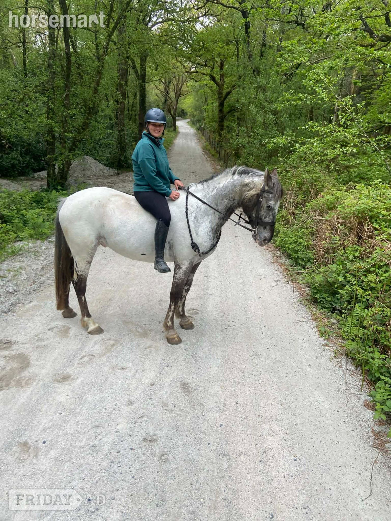 "Otto" Few Spot Gelding All Rounder - Horses in Plymouth