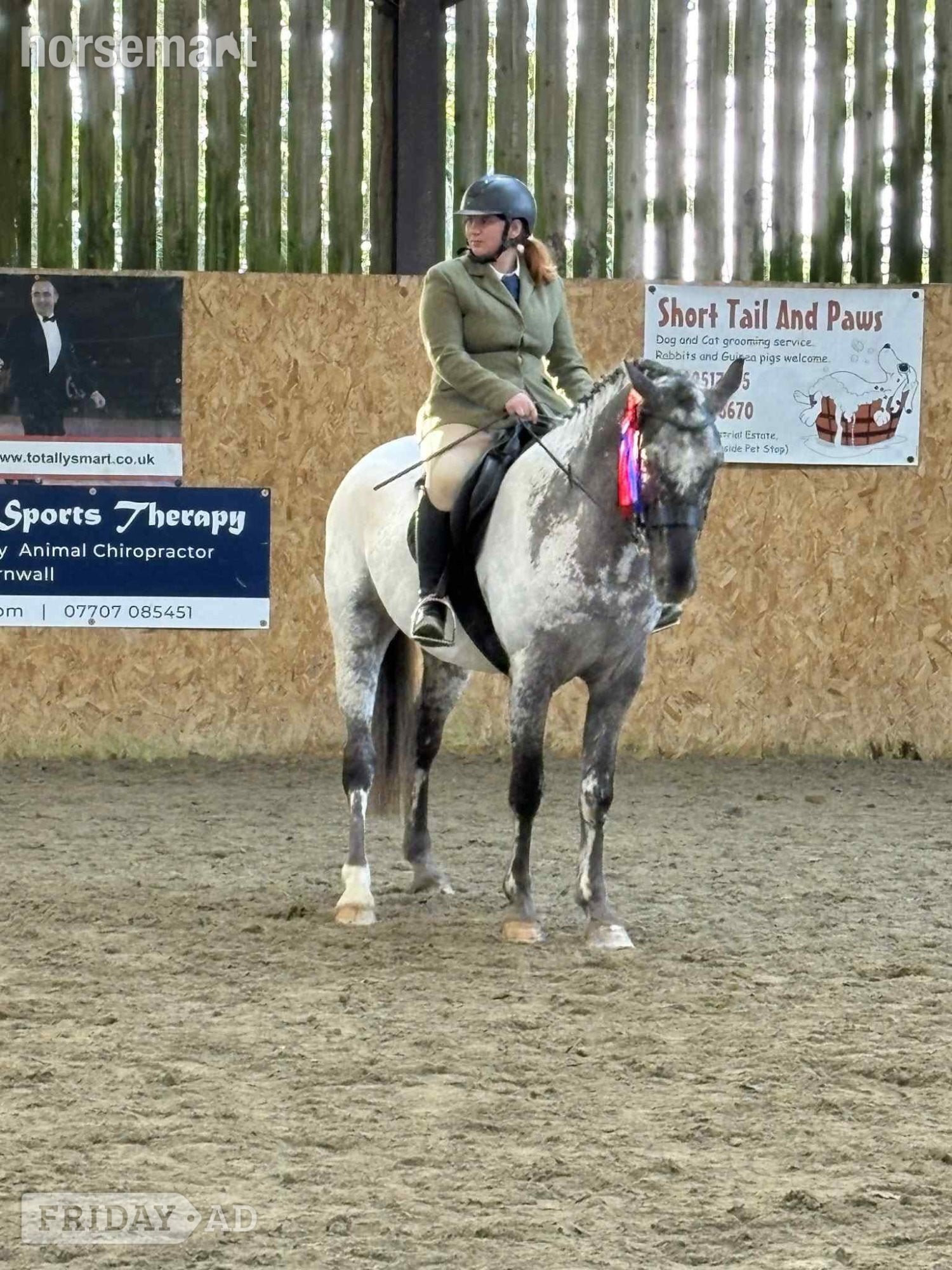 "Otto" Few Spot Gelding All Rounder in Plymouth