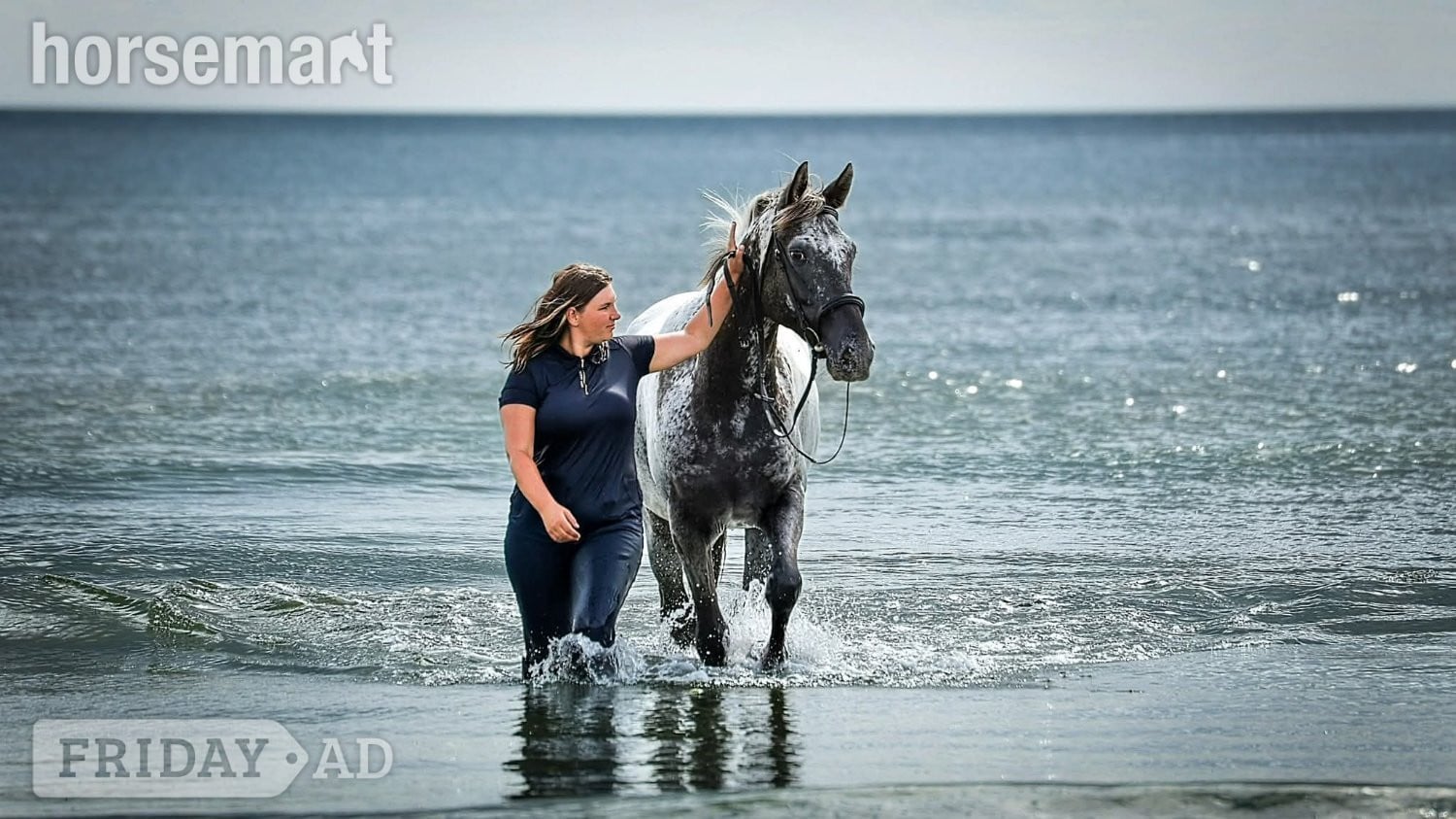 "Otto" Few Spot Gelding All Rounder