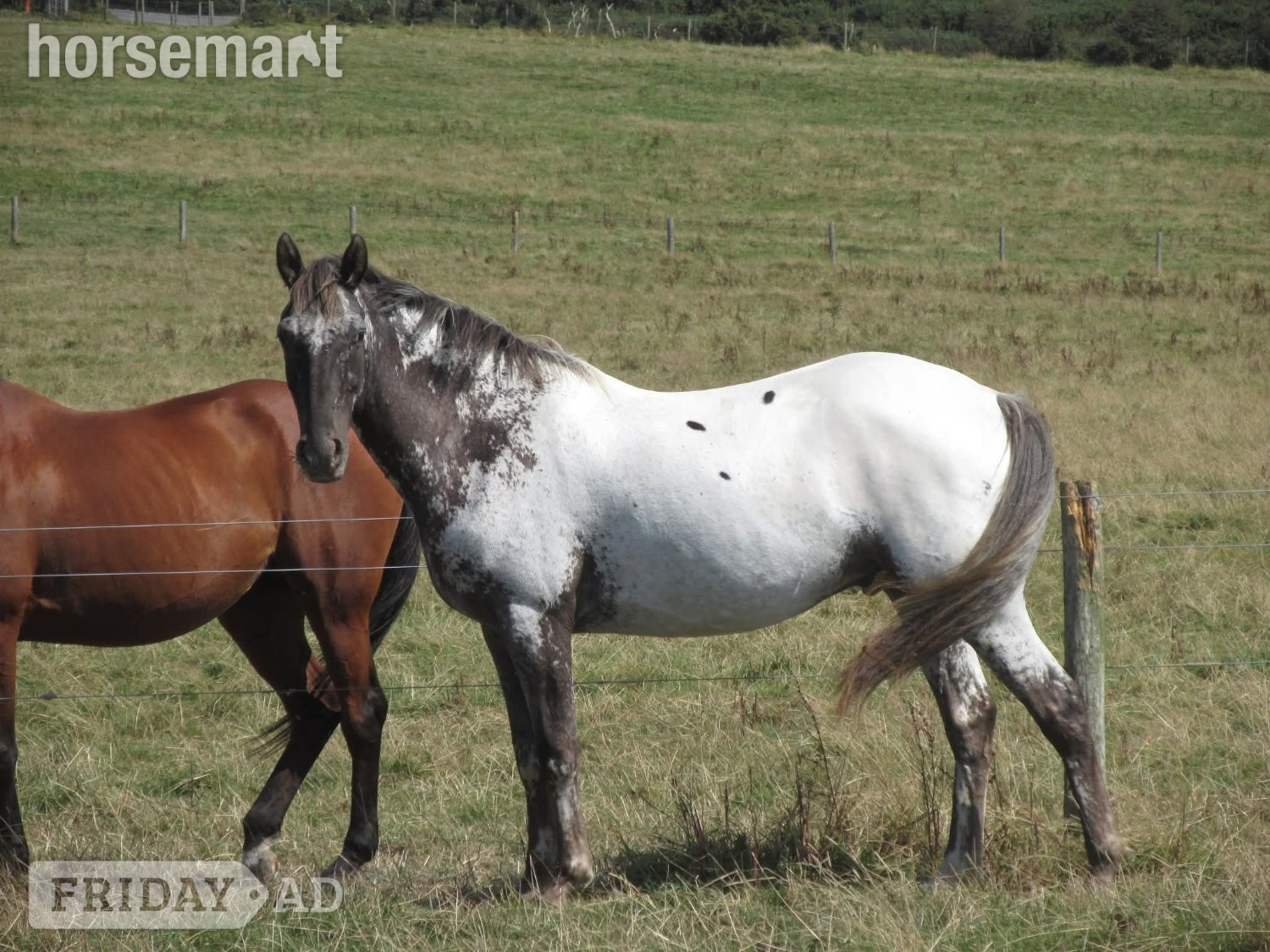 "Otto" Few Spot Gelding All Rounder - Horses