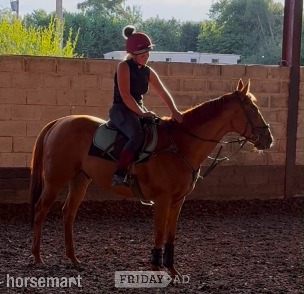 "Poetic Force." Chestnut Gelding Ex Racehorse