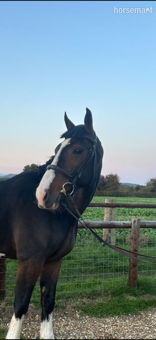 "Spartan ‘ sploge’ " Bay Gelding Hunter