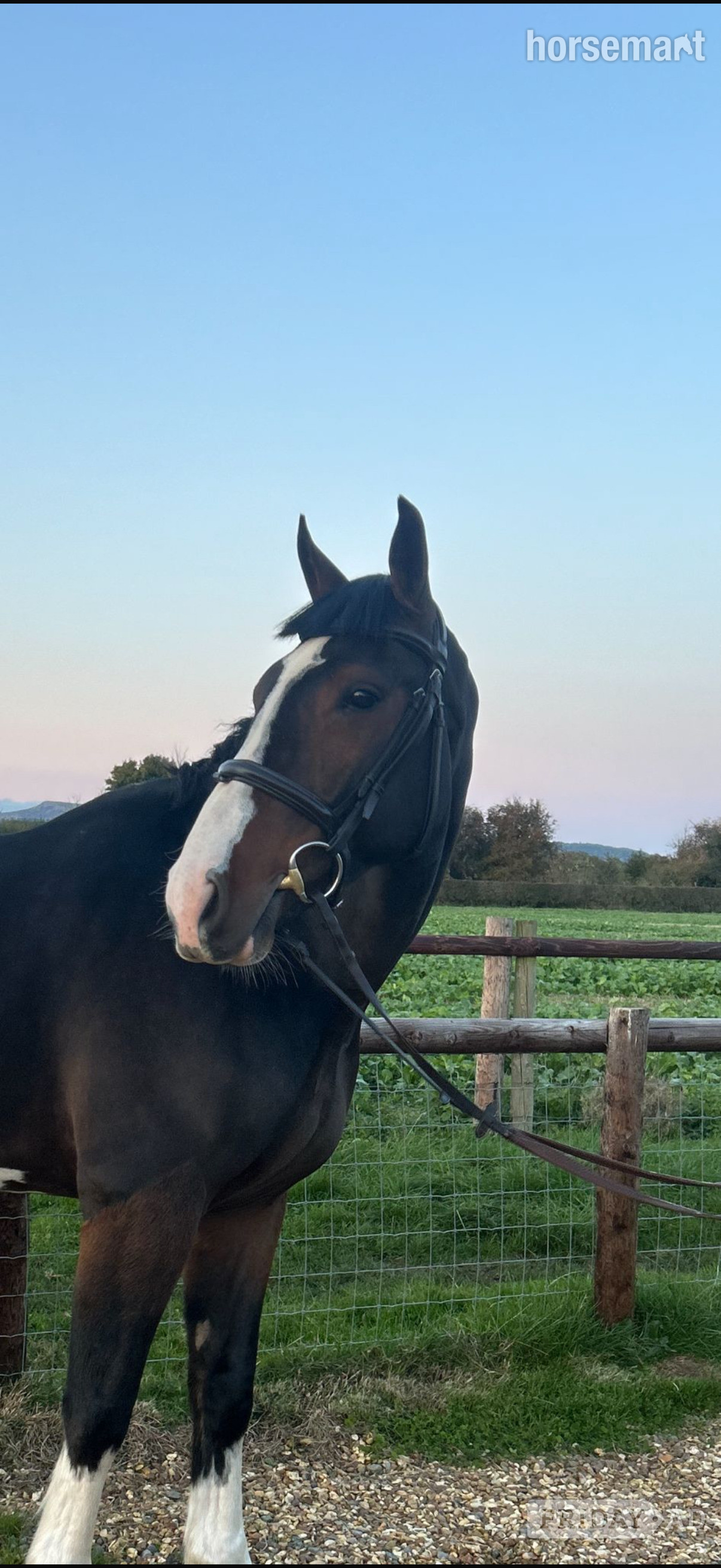 "Spartan ‘ sploge’ " Bay Gelding Hunter in Pembridge