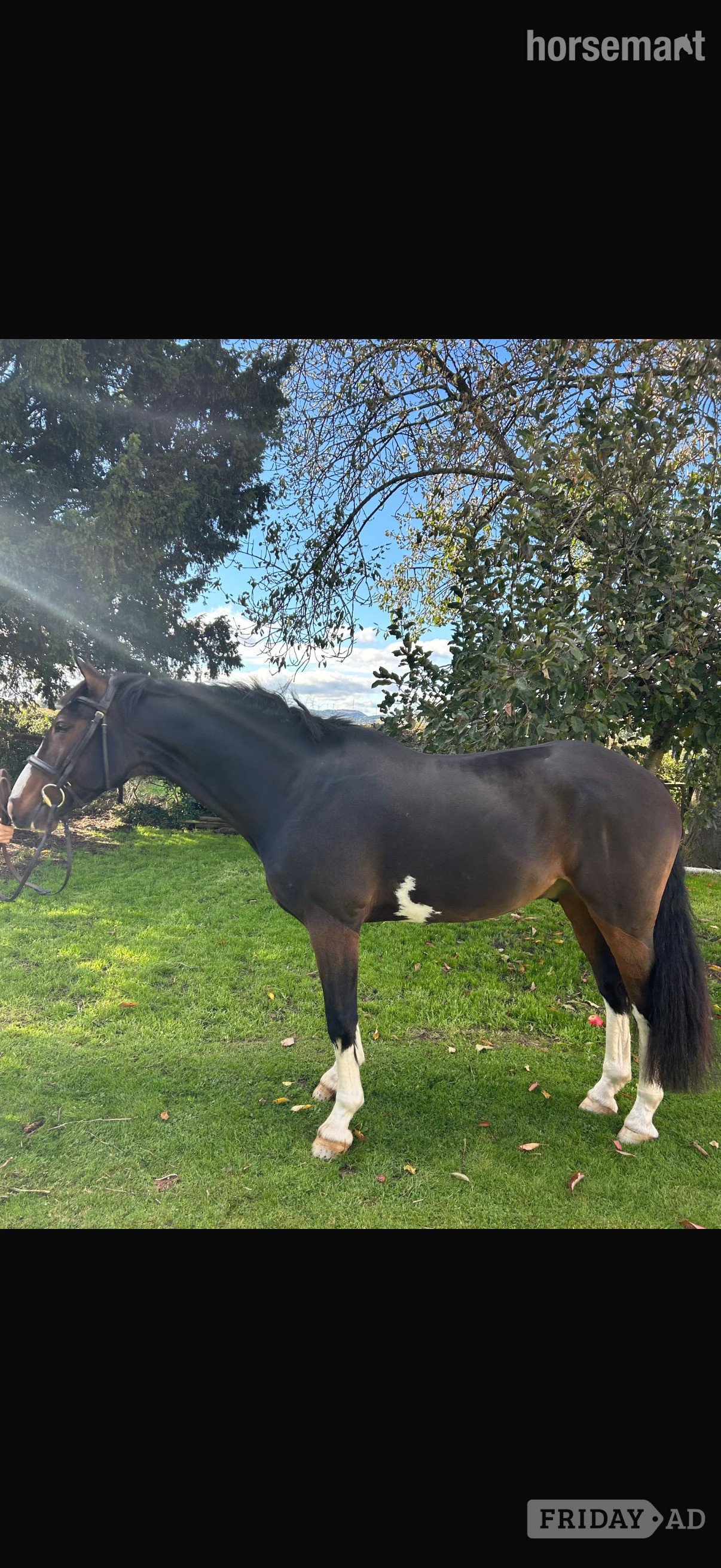 "Spartan ‘ sploge’ " Bay Gelding Hunter