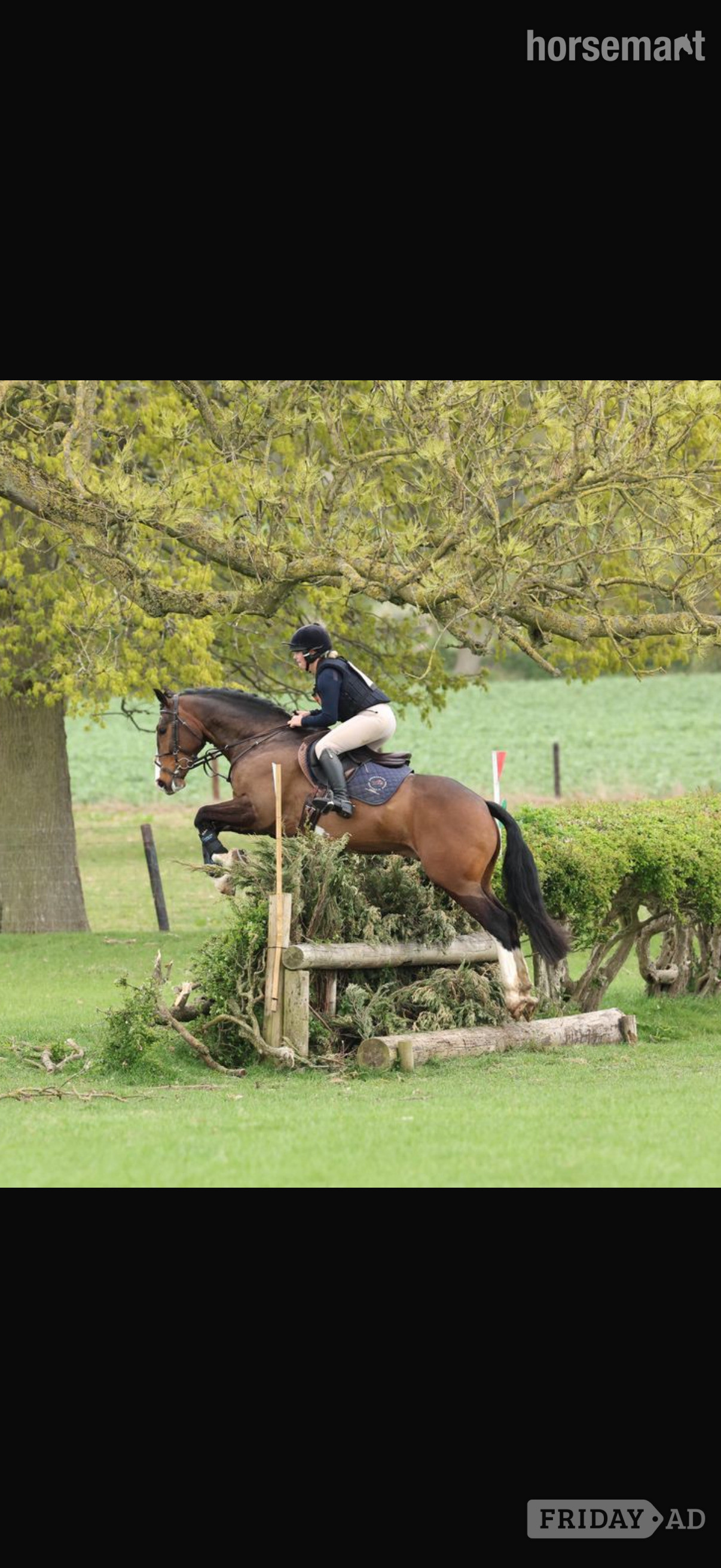 Pembridge "Spartan ‘ sploge’ " Bay Gelding Hunter