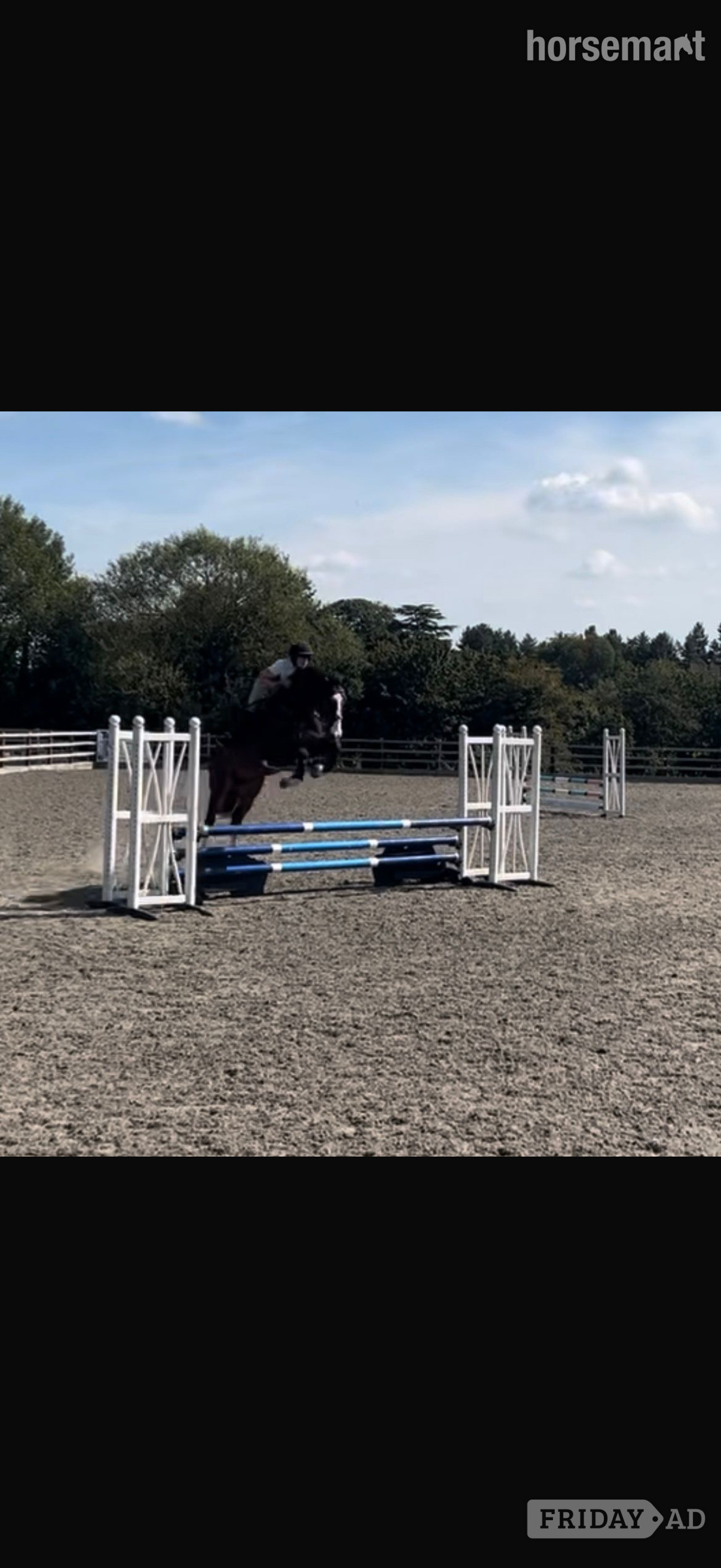 "Spartan ‘ sploge’ " Bay Gelding Hunter - Horses in Pembridge