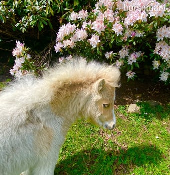 "Kettlesnout Primrose" Palomino Filly Youngstock / Foal
