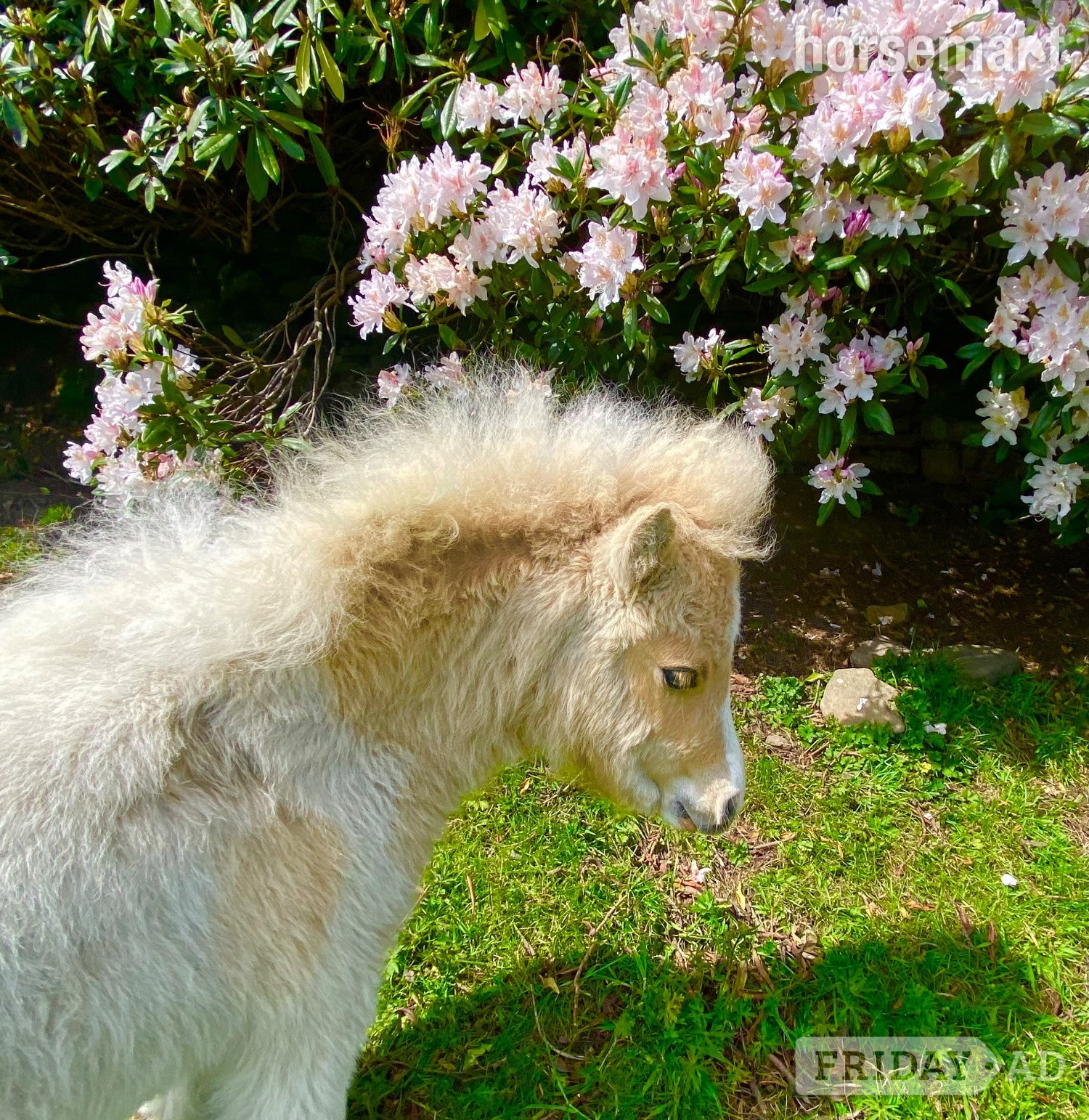 "Kettlesnout Primrose" Palomino Filly Youngstock / Foal in Ripponden