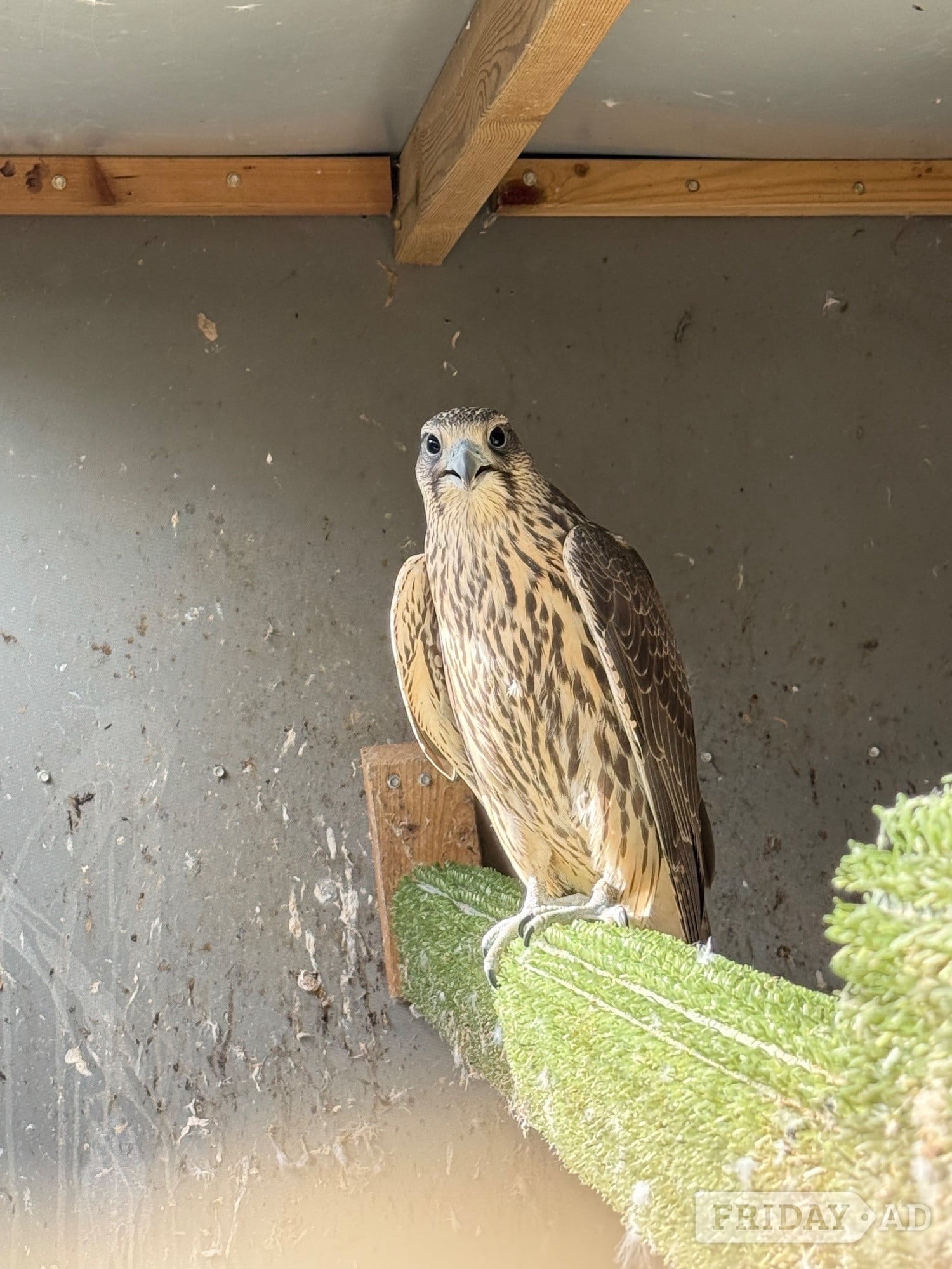 Gyr/sakers 7/8 this year’s in Market Rasen